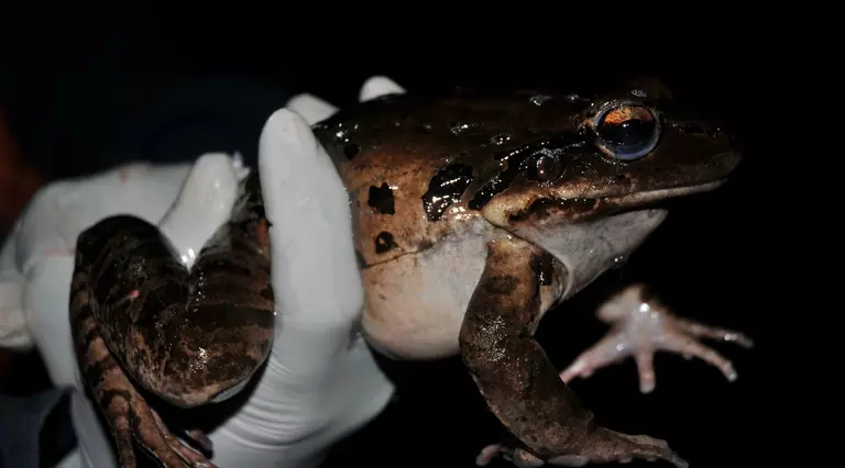 Mountain chicken frog in a persons hand