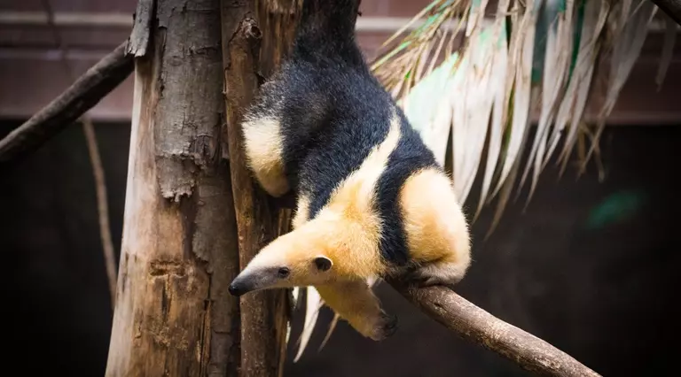 Tamandua Rainforest Life London Zoo