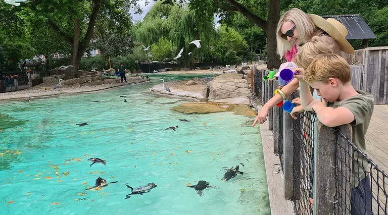 A woman and two children feeding the penguins at London Zoo 