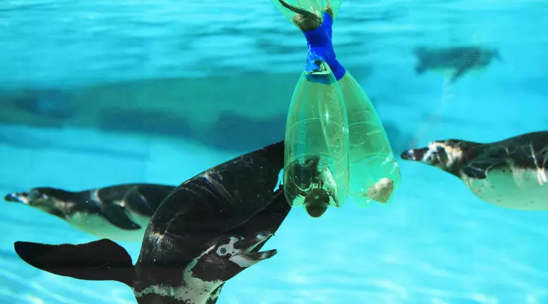Humboldt penguins investigate recycled plastic bottles at London Zoo 