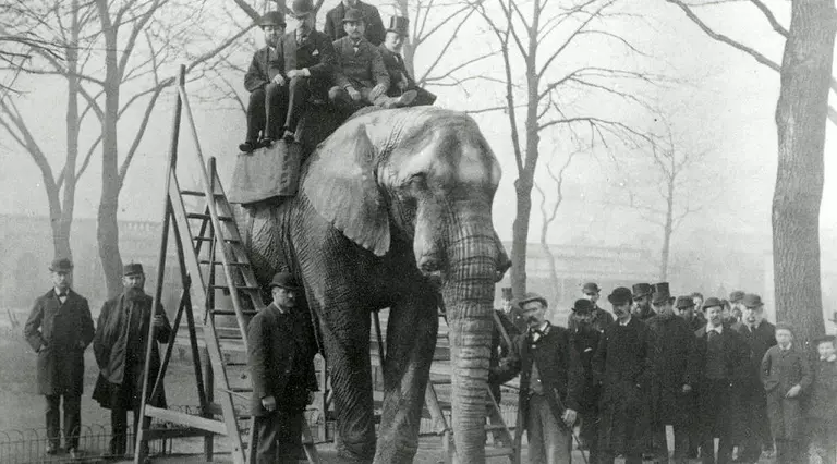 Jumbo at riding steps, probably March 1882. Jumbo was London Zoo's first African elephant.
