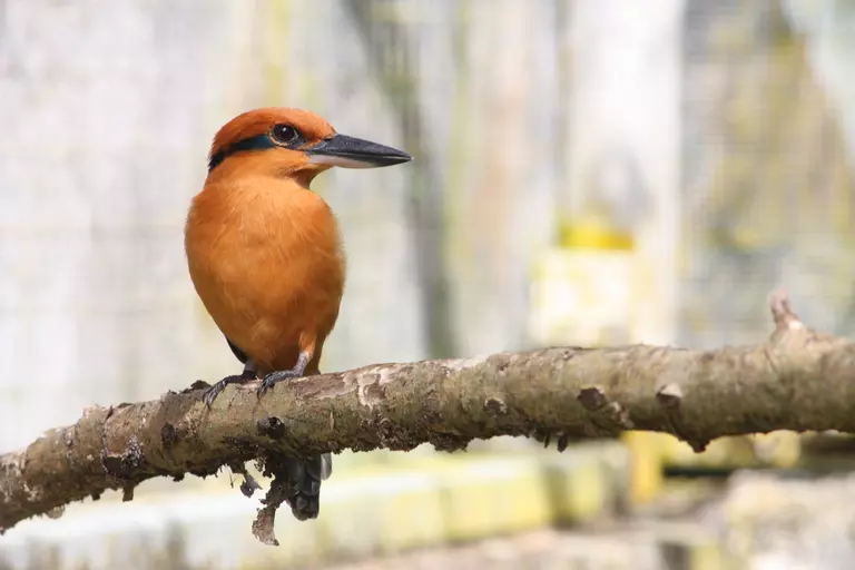 Guam kingfisher (Sihek) sitting on branch 