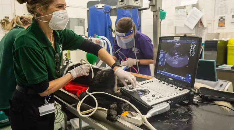 Vet Taina Strike performing a colobus monkey ultrasound at London Zoo