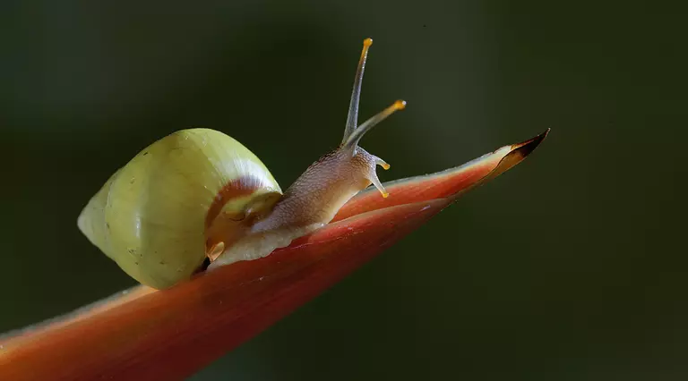 Giant African land snail | London Zoo