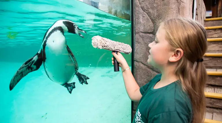 Junior Keeper for a Day cleans the penguin pool glass 