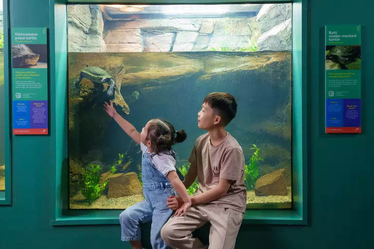 Kids pointing at an Vietnamese pond turtle at Secret Life of Reptiles and Amphibians