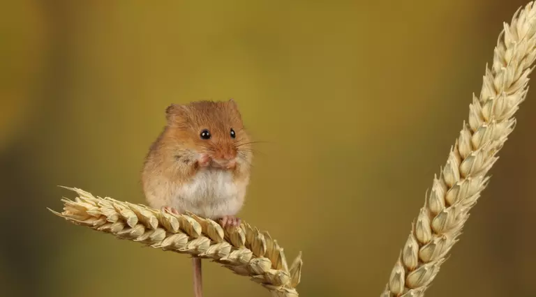 Harvest mouse perched on an ear of wheat