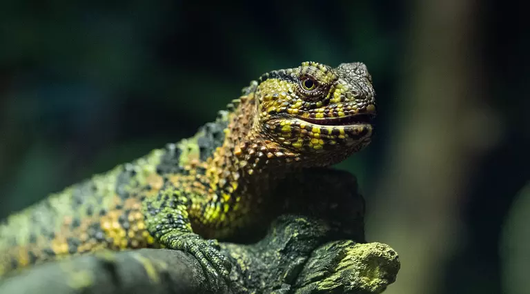 A Chinese crocodile lizard sitting on a branch with a dark background