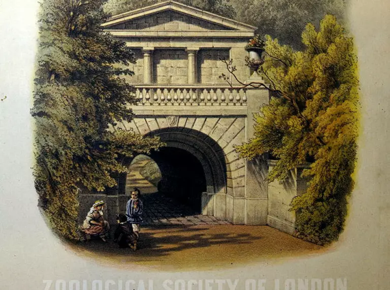 Sketch of London Zoo East Tunnel
