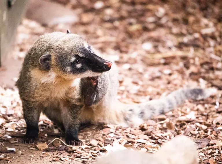 A brown-nosed coati at London Zoo