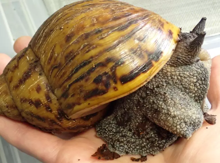 Giant African land snail on someone's hand