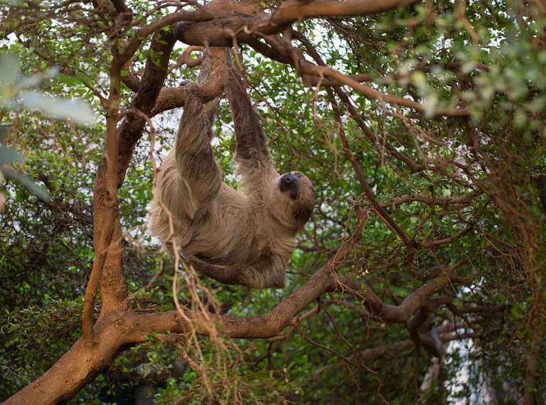 Adult sloth hanging from a tree at London Zoo 