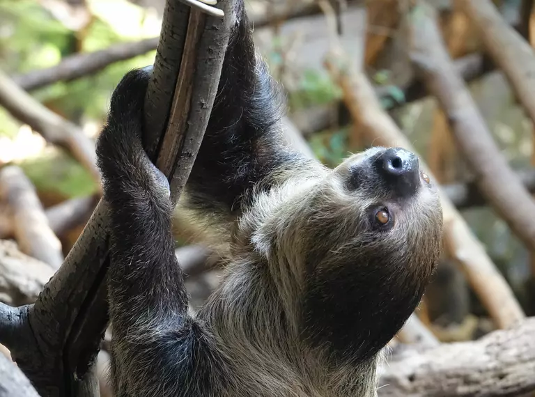Adult sloth holding onto a branch in Rainforest Life at London Zoo