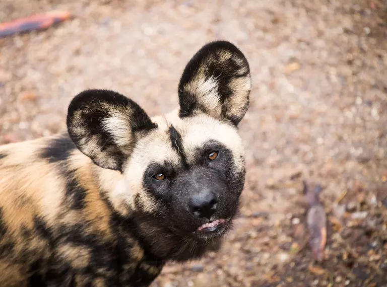 African wild dog at London Zoo looking up
