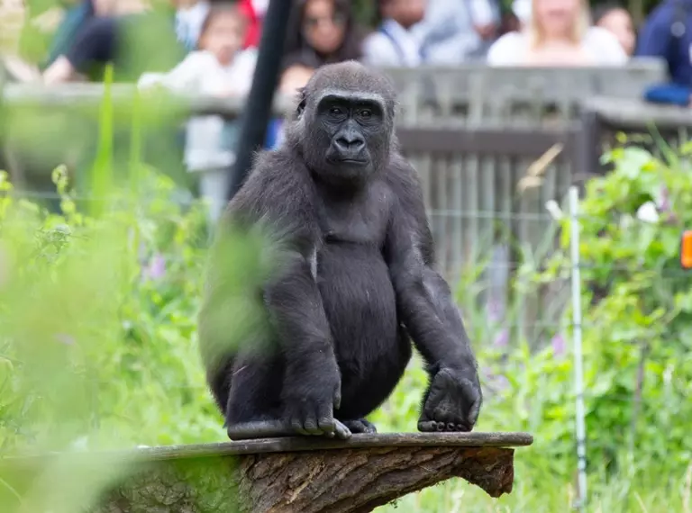 Alika the gorilla at Gorilla Kingdom London Zoo