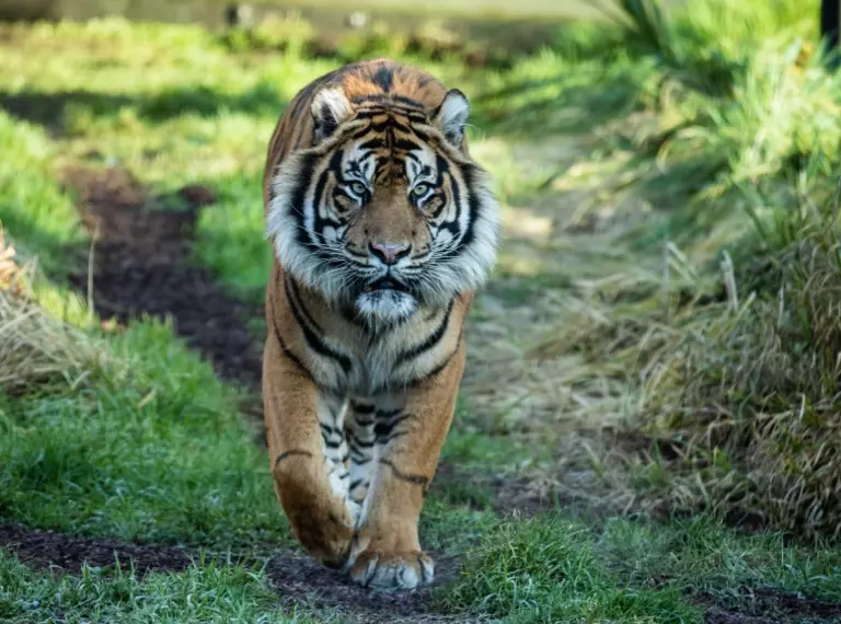 Asim walks through his Tiger Territory enclosure at London Zoo 