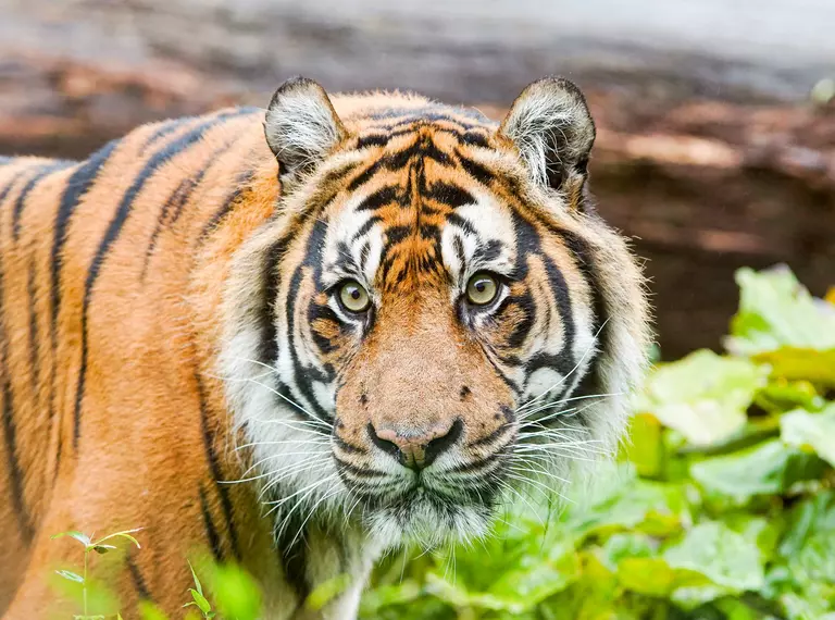 Sumatran tiger Asim in his Tiger Territory home