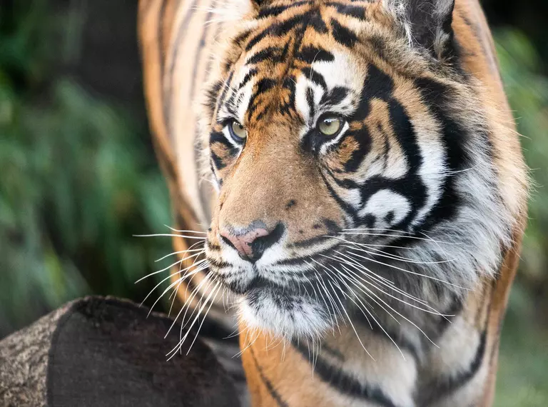 Sumatran tiger Asim in his home at London Zoo