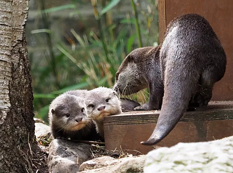 Asian short-clawed otter pups Bubble and Squeak venture outside with mum Matilda