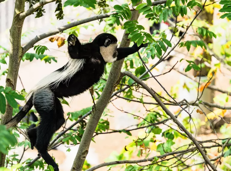 Eastern black-and-white colobus monkeyswinging in trees at London Zoo