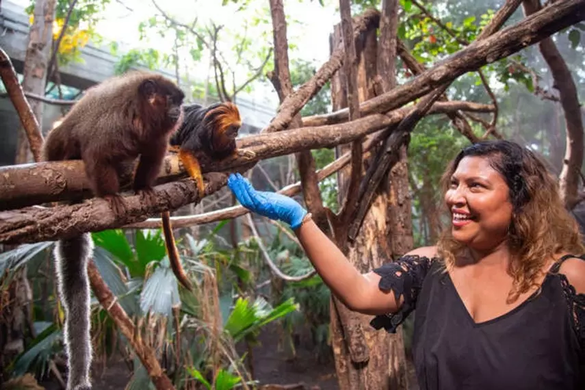 A smiling woman hands food to monkeys during a Meet the Monkeys experience at London Zoo
