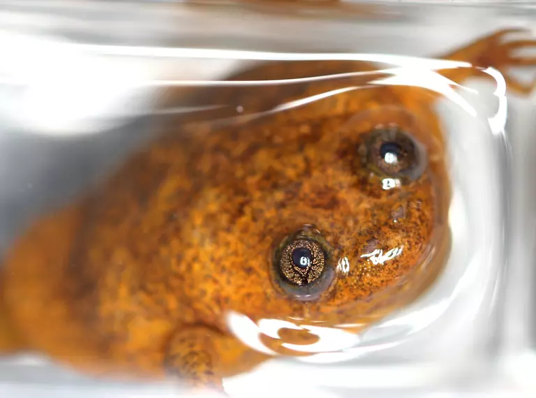 Female Lake Oku frog