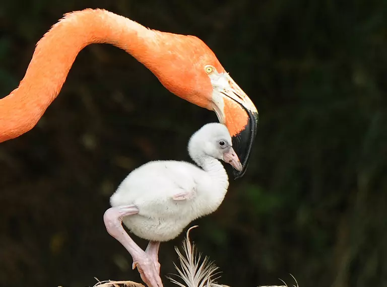 A greater flamingo with a chick 