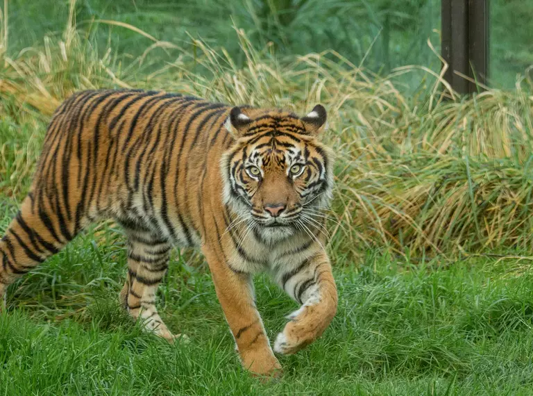 Sumatran tiger Gaysha walking in her Tiger Territory home at London Zoo
