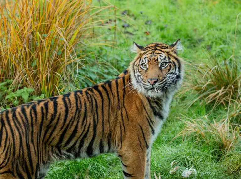 Sumatran tiger Gaysha in London Zoo's Tiger Territory 