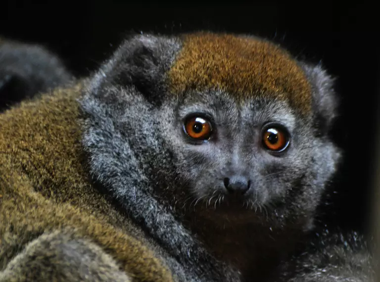 Alaotran Gentle Lemur