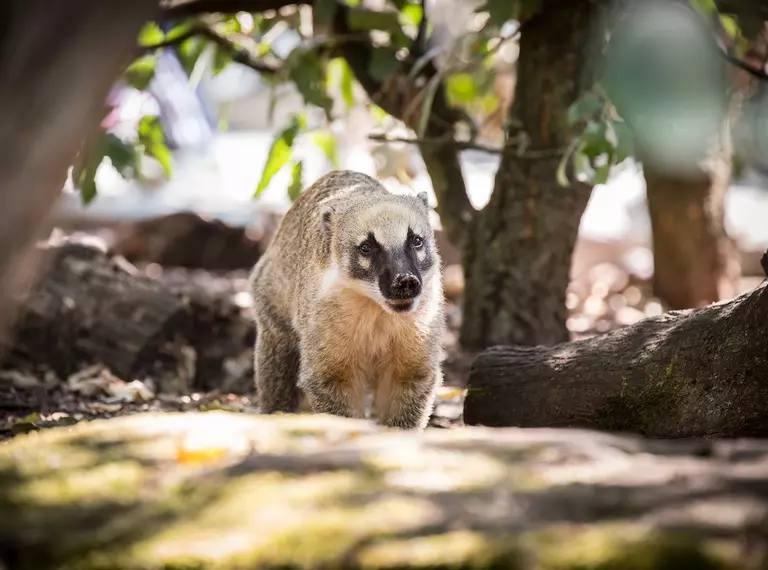 A brown-nosed coati surrounded by trees at London Zoo