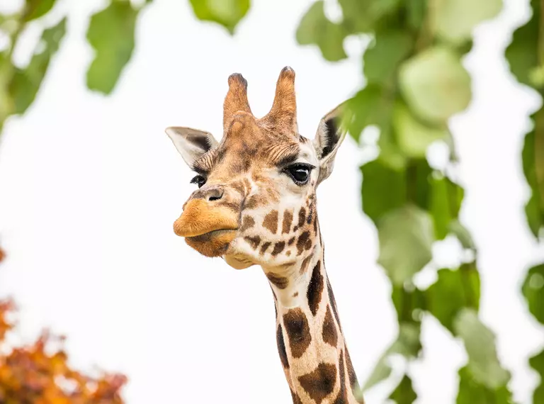 A giraffe headshot with leaves in the background at London Zoo
