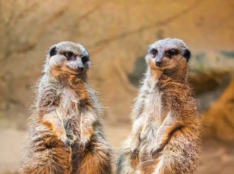 Two meerkats at London Zoo