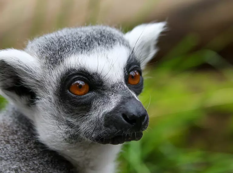 Ring-tailed lemur in the In with the Lemurs exhibit at London Zoo