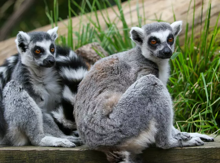 Two lemurs sitting in the In with the Lemurs walk-through exhibit at London Zoo
