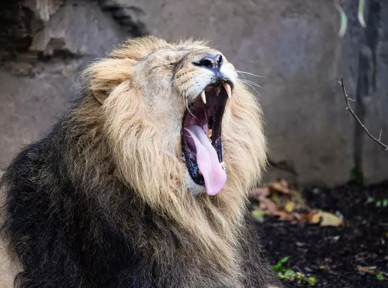 Asiatic lion Bhanu with his mouth open as he yawns