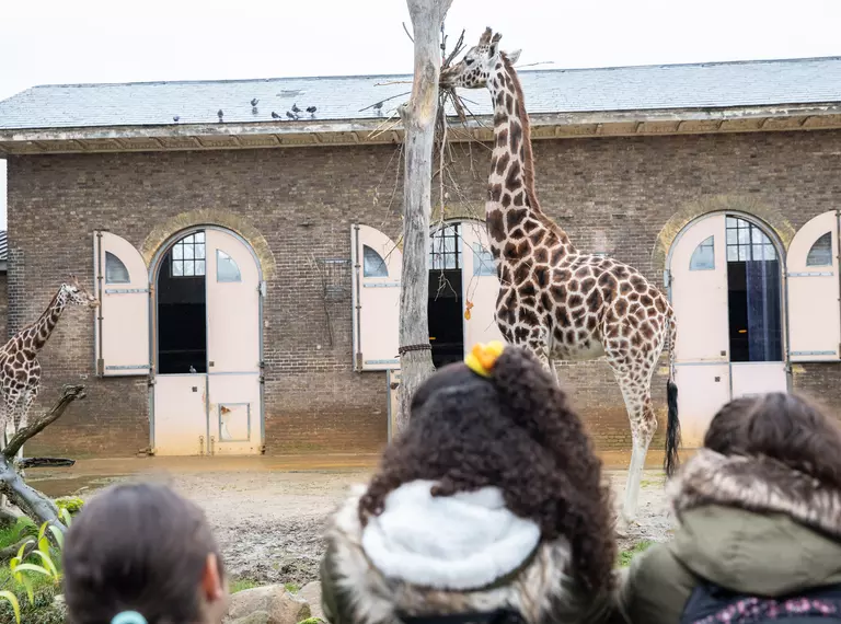 Three students watching the giraffes at London Zoo