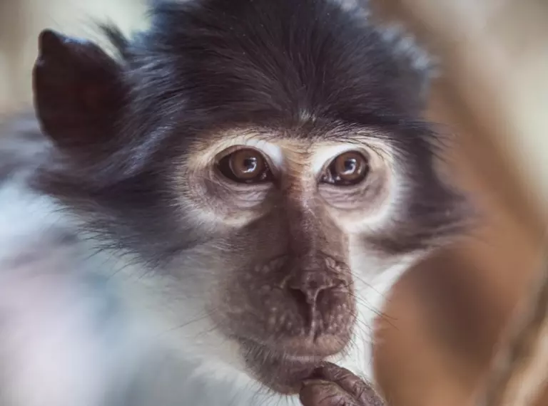 White-naped mangabey at London Zoo