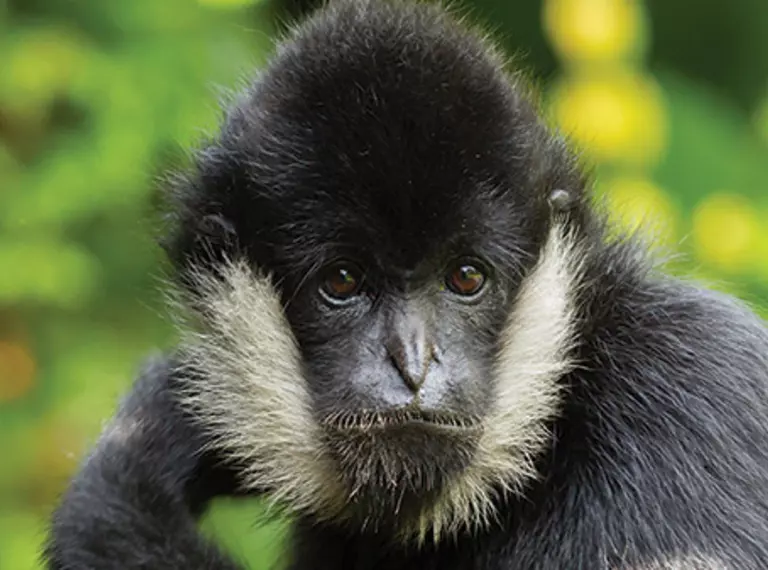 Northern white cheeked gibbon male
