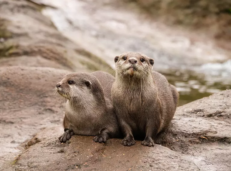 Matilda and Pip, two Asian short-clawed otters at London Zoo