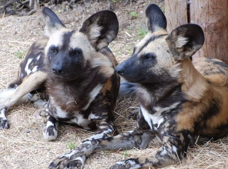 Pair of African wild dogs sitting