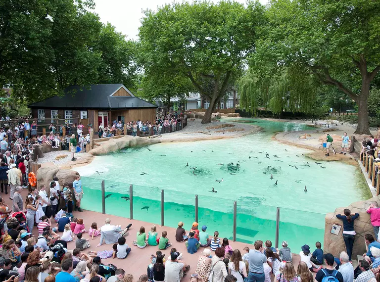 London Zoo visitors watching a live talk and feeding of the penguins at Penguin Beach