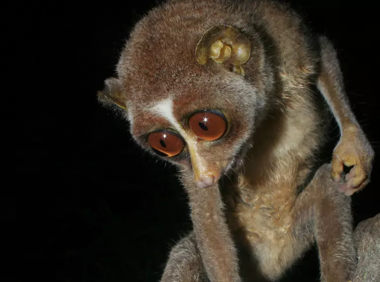 Red slender loris