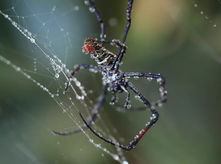 Madagascar Orb Weaver in a web