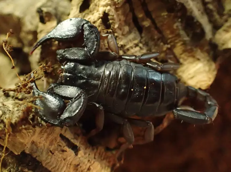 Emperor scorpion at London Zoo