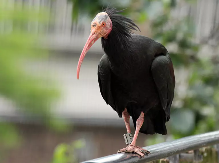 Waldrapp ibis 