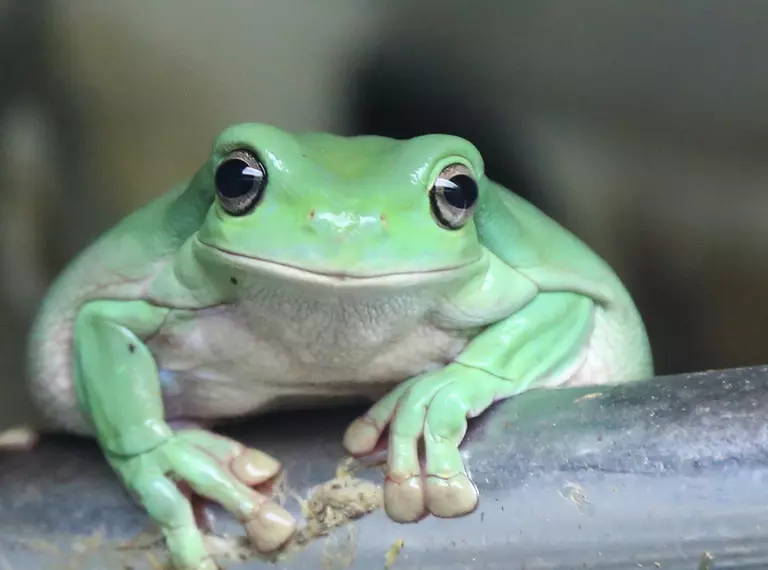 White's tree frog perched on a metal bar