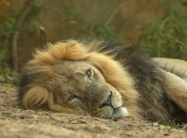 Asiatic lion Bhanu lying down