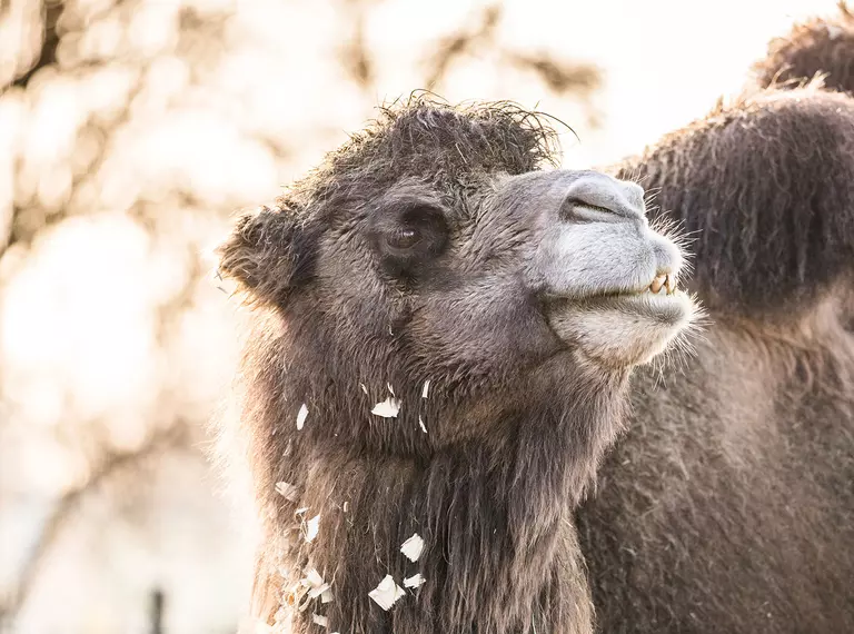 A domestic Bacterian camel at London Zoo 