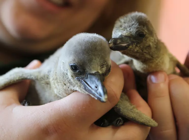 Two Humboldt penguin chicks in a keepers hands